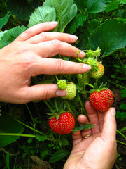 Naklejka na ściany i meble woman hands touching the strawberries