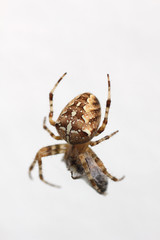 Kreuzspinne mit Opfer