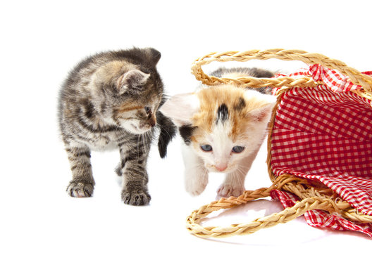 Lovely kittens