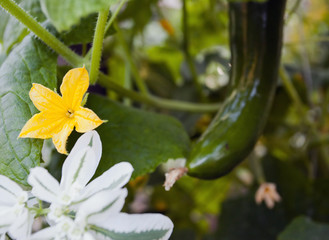 Cucumber in the garden