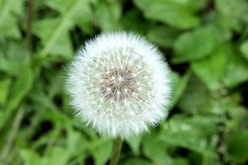 dandelion