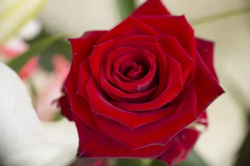 Cercles muraux Macro Rose rouge