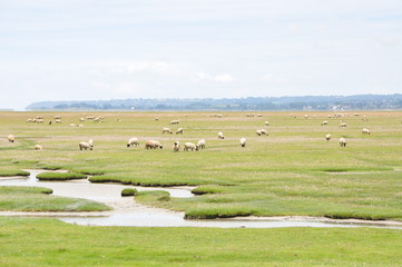 mont st michel et mouton