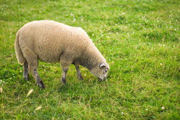 Obraz premium Sheep in a field