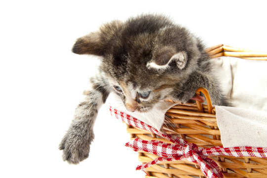 Fluffy kitten