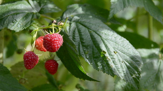 sweet raspberry on bush and summer wind