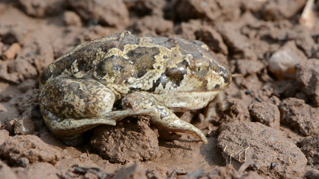 animal frog Pelobates fuscus on ground after rain