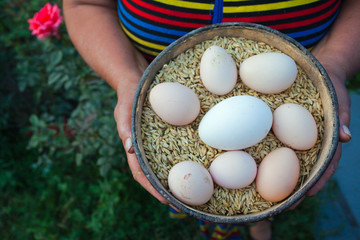 Eggs on the background of the grain in woman’s hands.