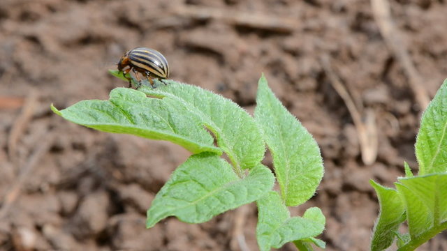 colorado bug on spring potato green leaf