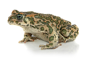 Naklejka premium Toad on white background