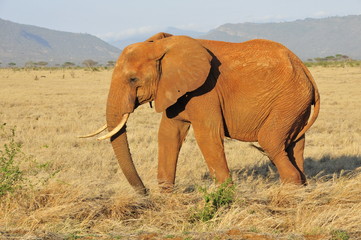 Fototapeta na wymiar kenya Amboseli National Park