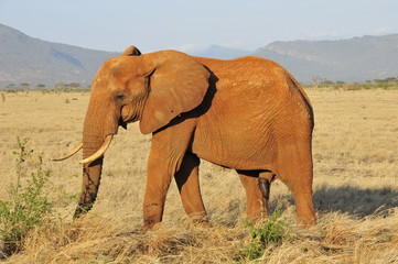 Fototapeta na wymiar Kenya Amboseli National Park