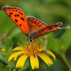 butterfly feeding on yellow flower