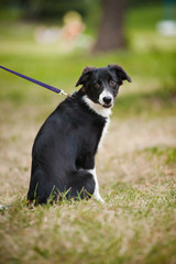 cute puppy border collie