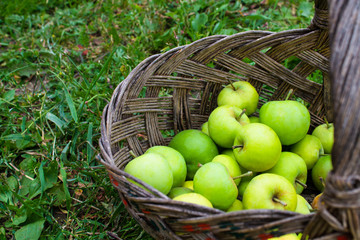 green apples in basket on green grass