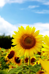Fototapeta premium Close-up of sun flower