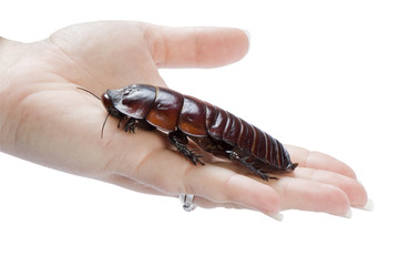 Holding a giant burrowing cockroach. Clipping path included.