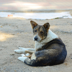 Sad homeless dog - 44754126