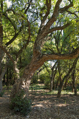 Fototapeta na wymiar Cork oak, Quercus suber