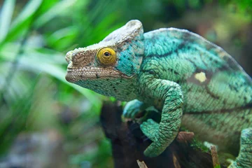 Printed kitchen splashbacks Chameleon Green chameleon