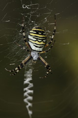 Argiope Frelon