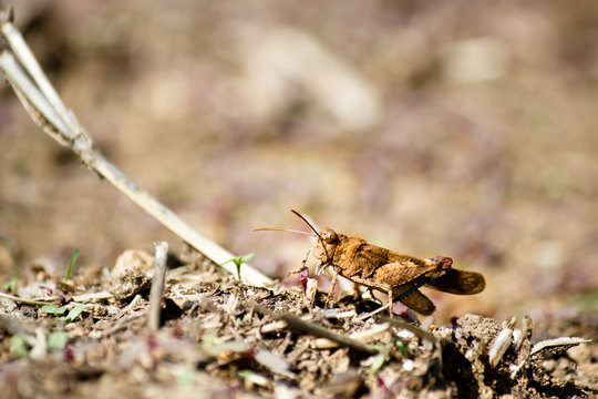 Cavalletta insetto