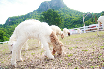 Fototapeta premium Sheep farm