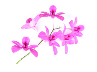 Obraz na płótnie Canvas Purpurowe kwiaty