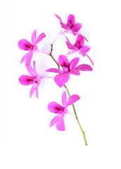 Fototapeta na wymiar Purpurowe kwiaty.