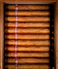 Cigars in humidor