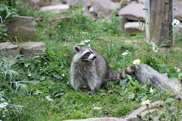 Naklejka premium Waschbärbaby 