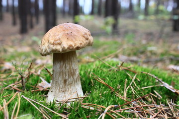 beautiful mushroom in the autumn forest