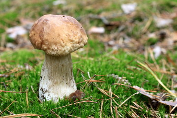 beautiful mushroom in the autumn forest