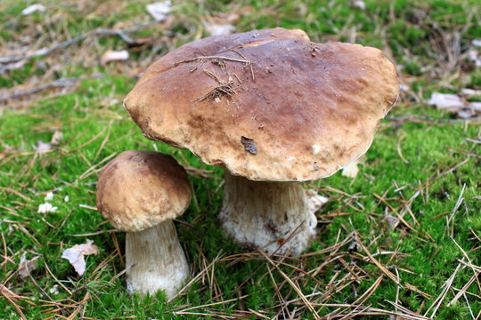 beautiful mushrooms in autumn forest