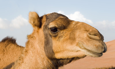 stony stare of the arabian camel, Dubai