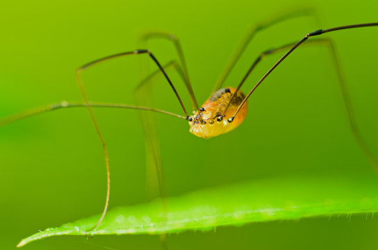 Opilione - Phalangium opilio