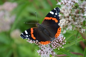 Vanessa Atalanta