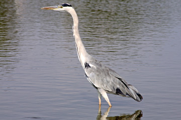 Un héron gris
