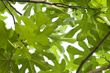 Fig leaves.