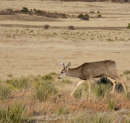 Fototapeta premium Lonely walk