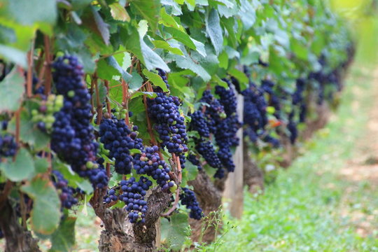 Pieds de vignes avant les vendages