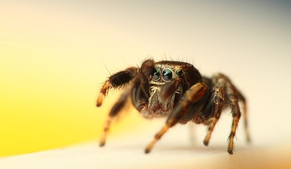 Jumping Spider