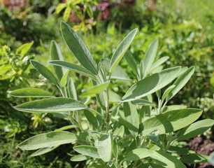 Fresh sage in the herb garden