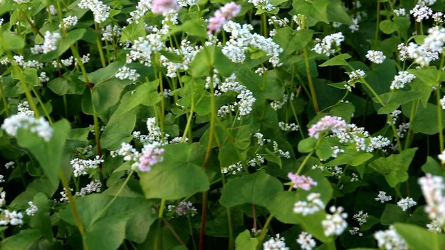 campo di grano saraceno in Valtellina