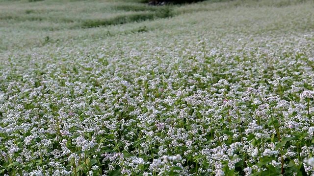 campo si grano saraceno, valtelina