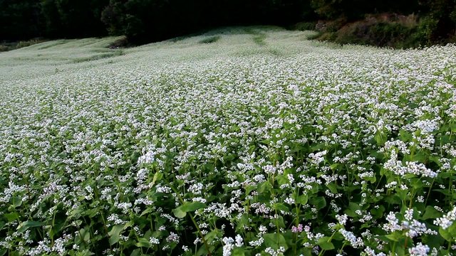 CAMPO DI GRANO SARACENO