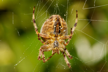 Common Spider