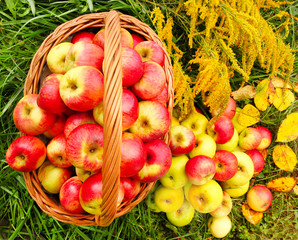 Red and yellow apples in the basket. Autumn at the rural garden.