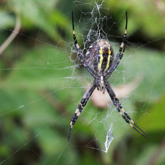 Spider