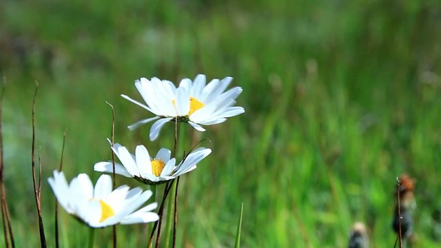 Alpen-Margerite (Leucanthemopsis alpina)
